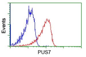 PUS7 Antibody (clone OTI5F12)