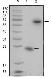 RSPO1 / RSPO Antibody (clone 7A6)