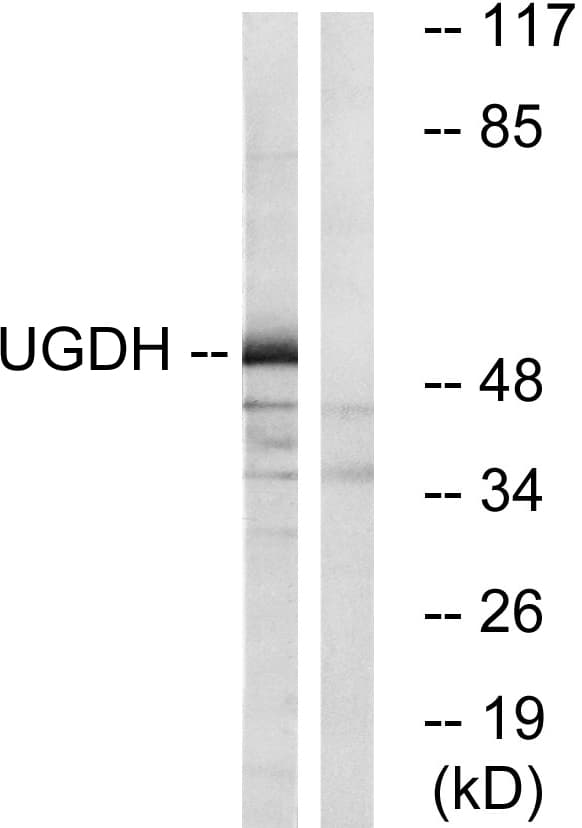 UGDH / UDPGDH Antibody (aa391-440)