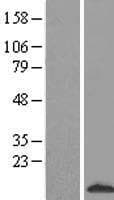 S100A3 / S100E Protein (Over-Expression Lysate Myc-DDK (Flag))