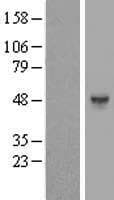 HS6ST1 Protein (Over-Expression Lysate Myc-DDK (Flag))