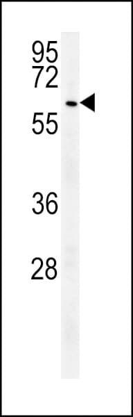 USP17L Antibody (aa496-524)