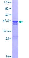 Human DSTN / Destrin Protein (Recombinant GST)