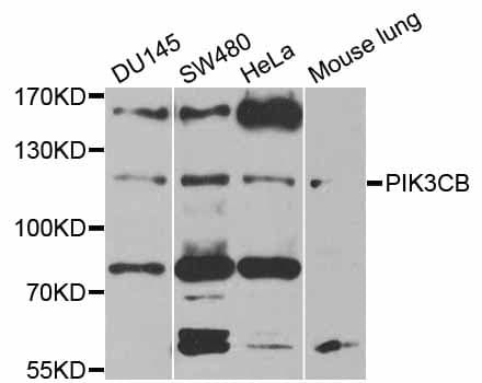 PIK3CB / PI3K Beta Antibody