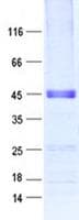 Human DEFB129 Protein (Recombinant GST, N-terminus + His, C-terminus)