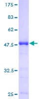 Human POLR2E Protein (Recombinant GST)