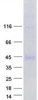 Human FGFR1 / FGF Receptor 1 Protein (Recombinant Myc-DDK (Flag))