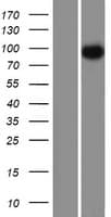 CEP97 Protein (Over-Expression Lysate Myc-DDK (Flag))