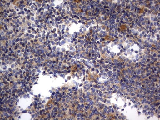 Monoclonal Mouse anti-Human RAPGEF1 Antibody (clone UMAB140, IHC, IF, WB)