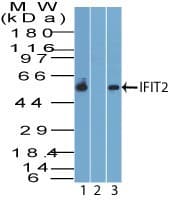 ISG54 / IFIT2 Antibody (aa320-370)