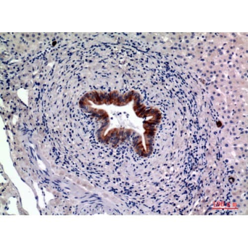 Polyclonal Rabbit anti-Human CD19 Antibody (191-240 aa, Internal, IHC, WB)