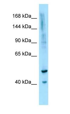 IL16 Antibody (aa76-125)