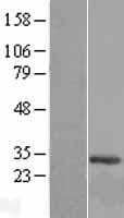 C12orf45 Protein (Over-Expression Lysate Myc-DDK (Flag))