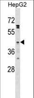 O3FAR1 / GPR120 Antibody (aa231-260)