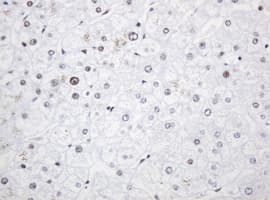 PCNA Antibody (clone OTI4G3)