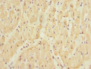 Polyclonal Rabbit anti-Human SMPX Antibody (IHC, IF)