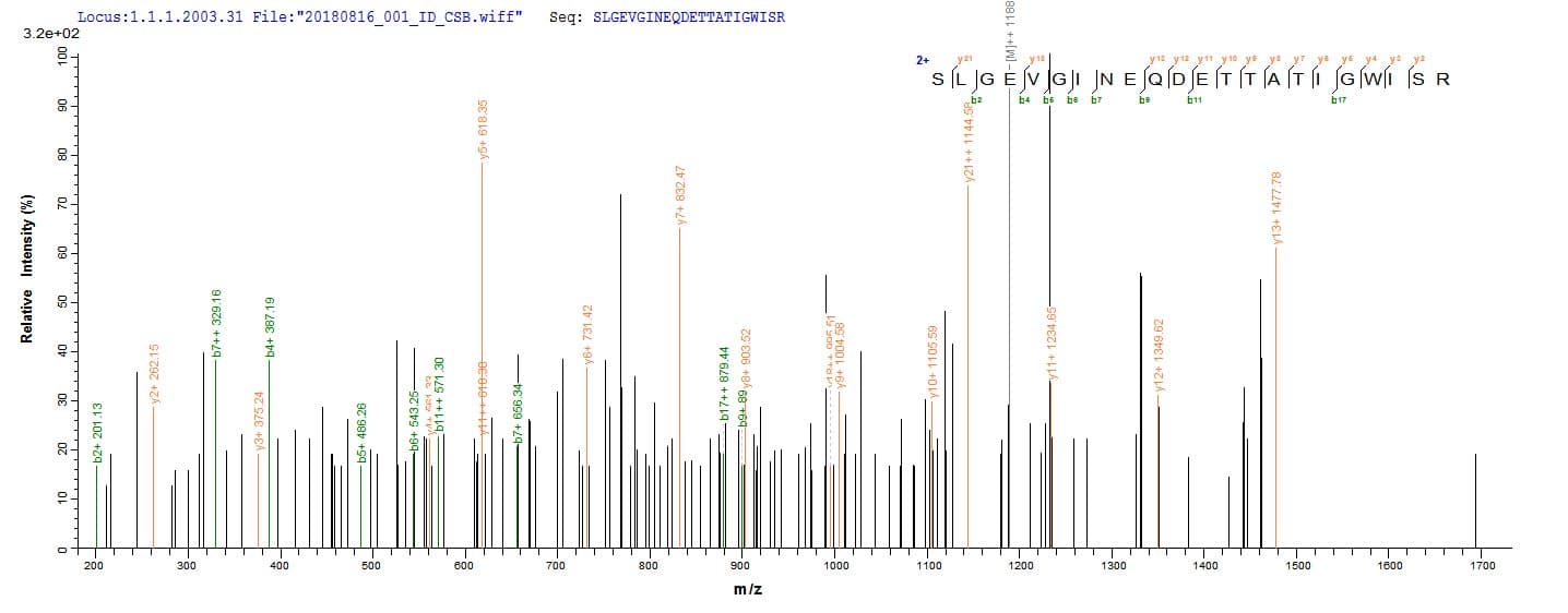 Treponema pallidum TP_0608 Protein (Recombinant 10His, N-terminus + Myc, C-terminus)