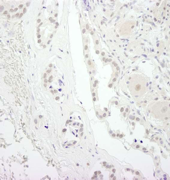 USP34 Antibody (aa3350-C-term)