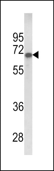 GPC4 / Glypican 4 Antibody (aa395-422)