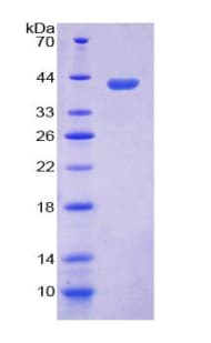 Mouse HNP-4 / DEFA4 Protein (Recombinant His-GST)