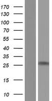 MBP / Myelin Basic Protein (Over-Expression Lysate Myc-DDK (Flag))