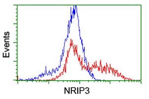 NRIP3 Antibody (clone OTI1G6, Carrier-free)