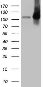 EPLIN Antibody (aa1-275, clone OTI7H8)