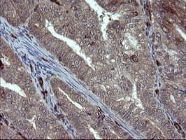 PECAM-1 / CD31 Antibody (clone OTI2C6, Carrier-free)