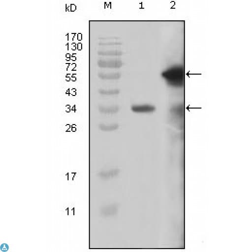Monoclonal Mouse anti-Human KMT2A / MLL Antibody (IHC, WB)