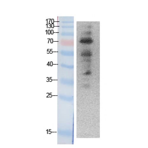 Ubiquitin Antibody (N-Terminal)