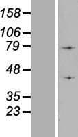 ATP6V1A1 / ATP6V1A Protein (Over-Expression Lysate Myc-DDK (Flag))