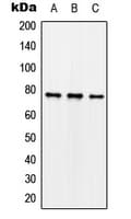 Polyclonal Rabbit anti-Human SYN1 / Synapsin 1 Antibody (phospho-Ser62, WB)