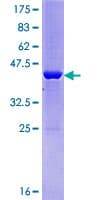 Human ALG13 Protein (Recombinant GST)