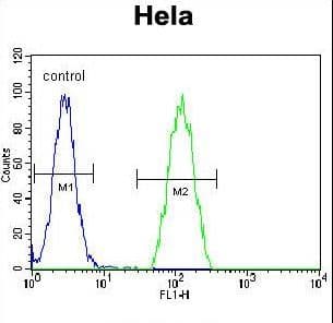PSMB8 / LMP7 Antibody (aa8-36)