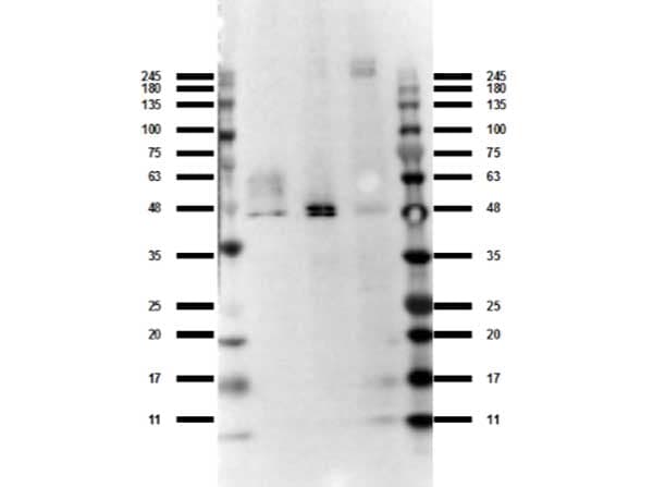 O3FAR1 / GPR120 Antibody (N-Terminus)