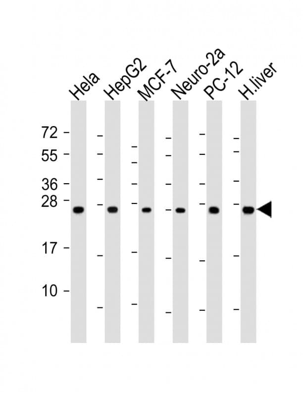 PSMA6 Antibody (aa32-65)