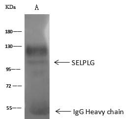 SELPLG / PSGL-1 / CD162 Antibody (Preservative Free)