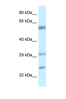 VSIG10 Antibody (aa107-156)