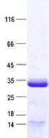 Human CCNYL1 Protein (Recombinant His, N-Terminal)
