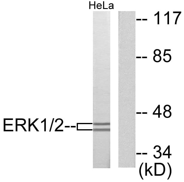 IHC-plus™ ERK1 + ERK2 Antibody (aa330-379)