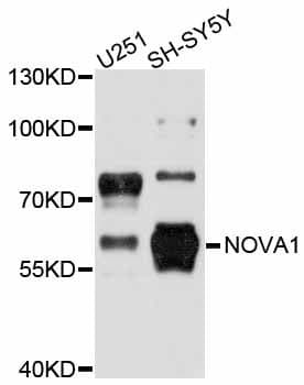 NOVA1 Antibody