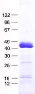Human TAF8 Protein (Recombinant His, N-Terminal)
