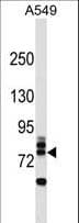 RNF157 Antibody (aa4-30)