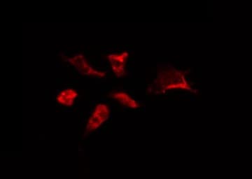 C13orf34 / BORA Antibody