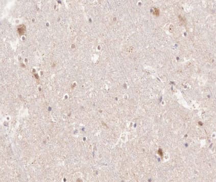 PTGS1 / COX-1 Antibody