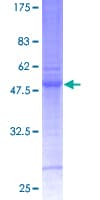 Human PLEKHB1 Protein (Recombinant GST)