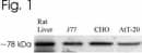 HSPA5 / GRP78 / BiP Antibody (DY488)