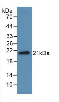 MDK / Midkine Antibody (aa22-143, clone C1)