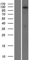 SEC16B Protein (Over-Expression Lysate Myc-DDK (Flag))