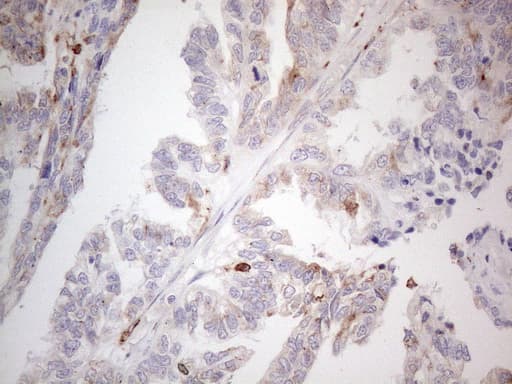 GRN / Granulin Antibody (aa327-593, clone OTI4B9)